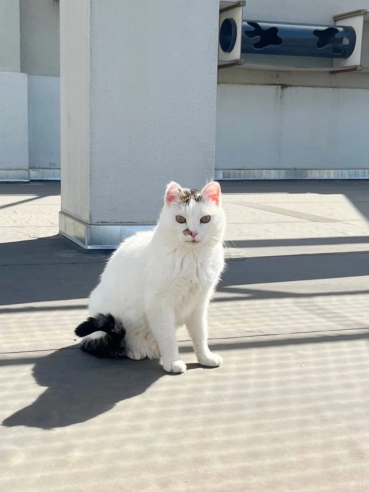 Chouffe, male European Shorthair for adoption at Perwez), Sans Collier photo 4