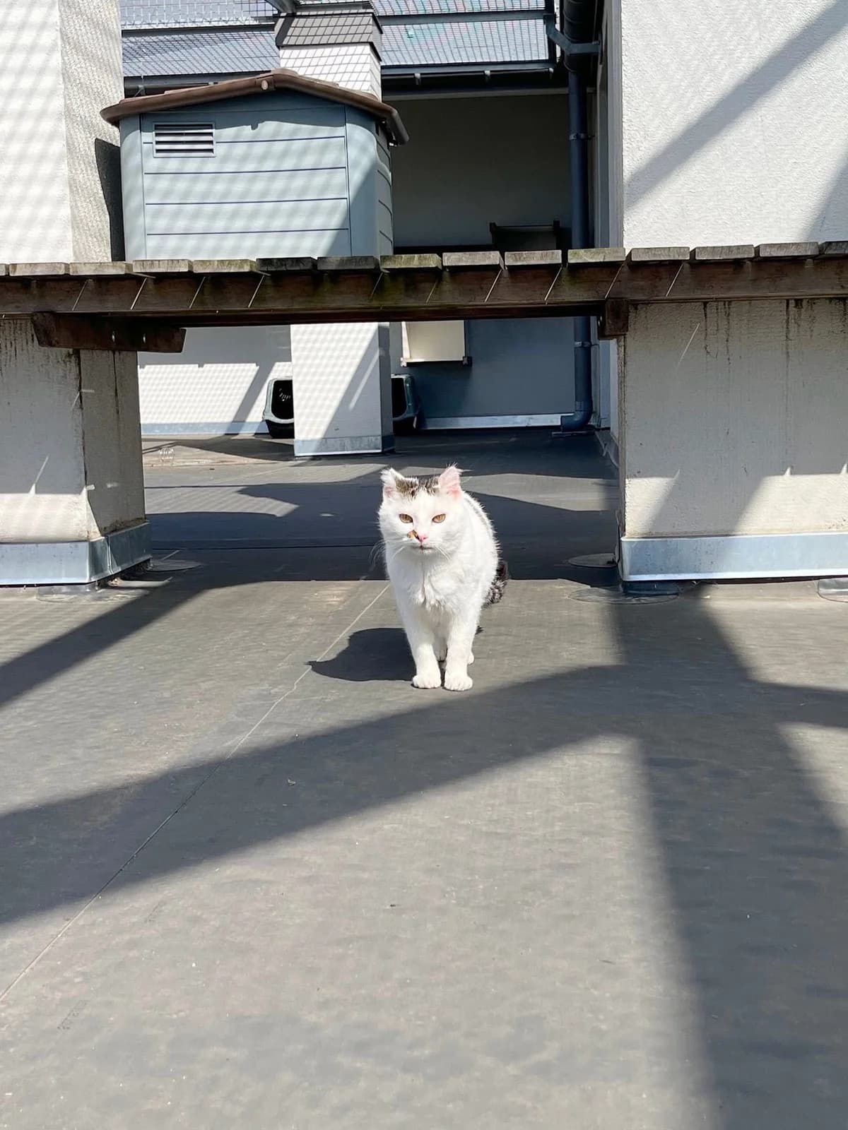 Chouffe, male European Shorthair for adoption at Perwez), Sans Collier photo 5