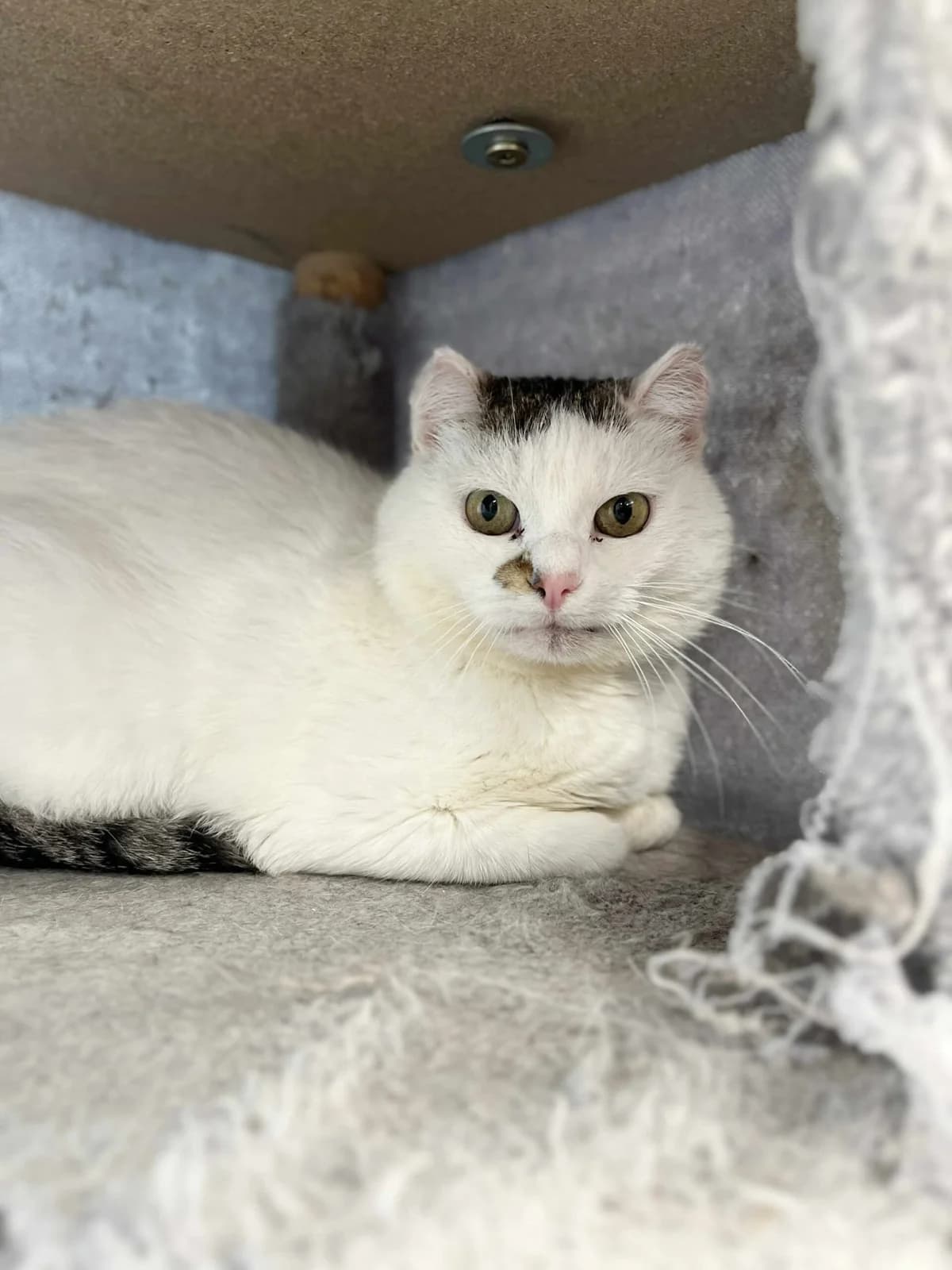 Chouffe, male European Shorthair for adoption at Perwez), Sans Collier photo 6