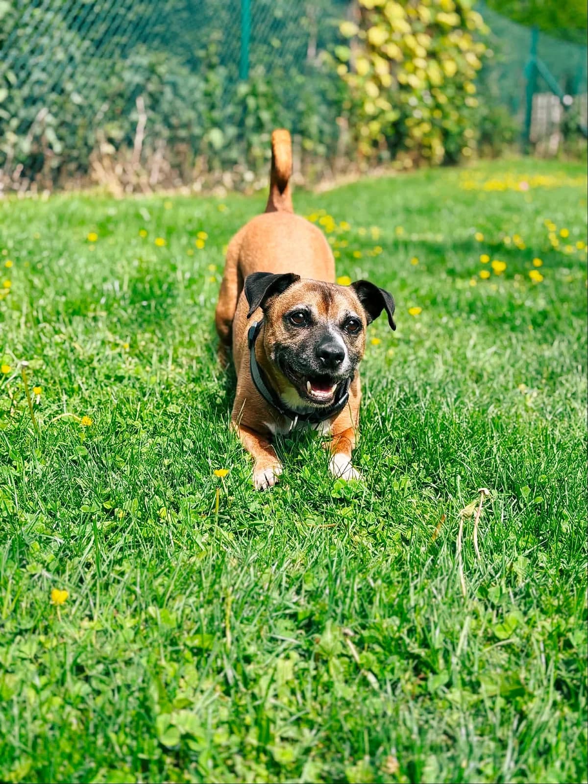 Diesel, male senior American Staffordshire Terrier for adoption at Perwez), Sans Collier