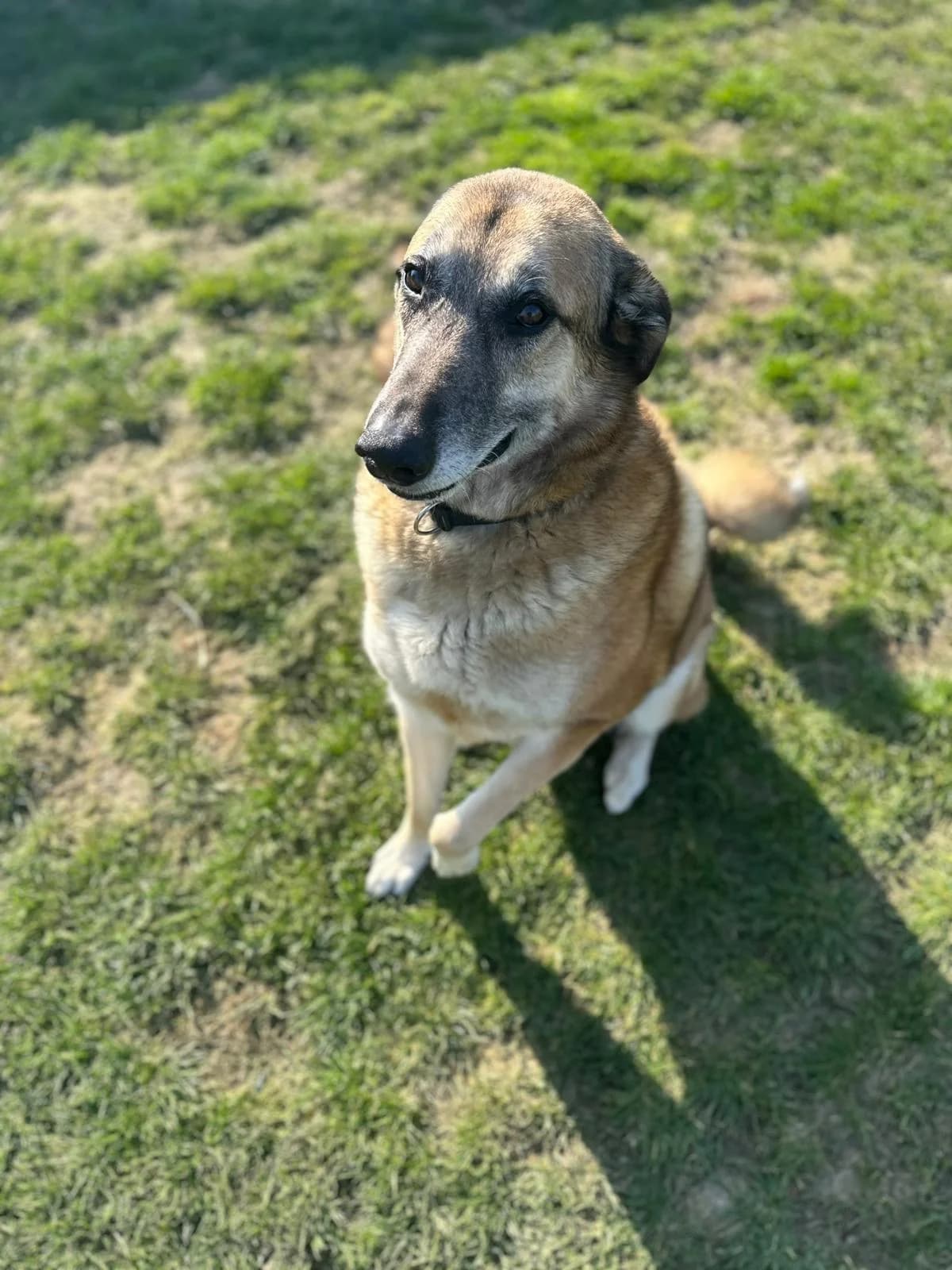 Django, male Belgian Malinois for adoption at Perwez), Sans Collier photo 2