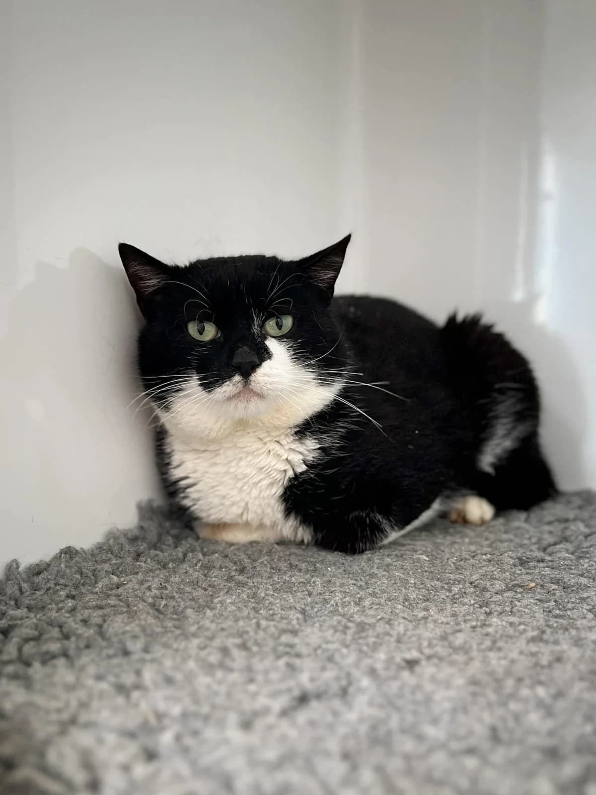Edmond, male senior European Shorthair for adoption at Perwez), Sans Collier