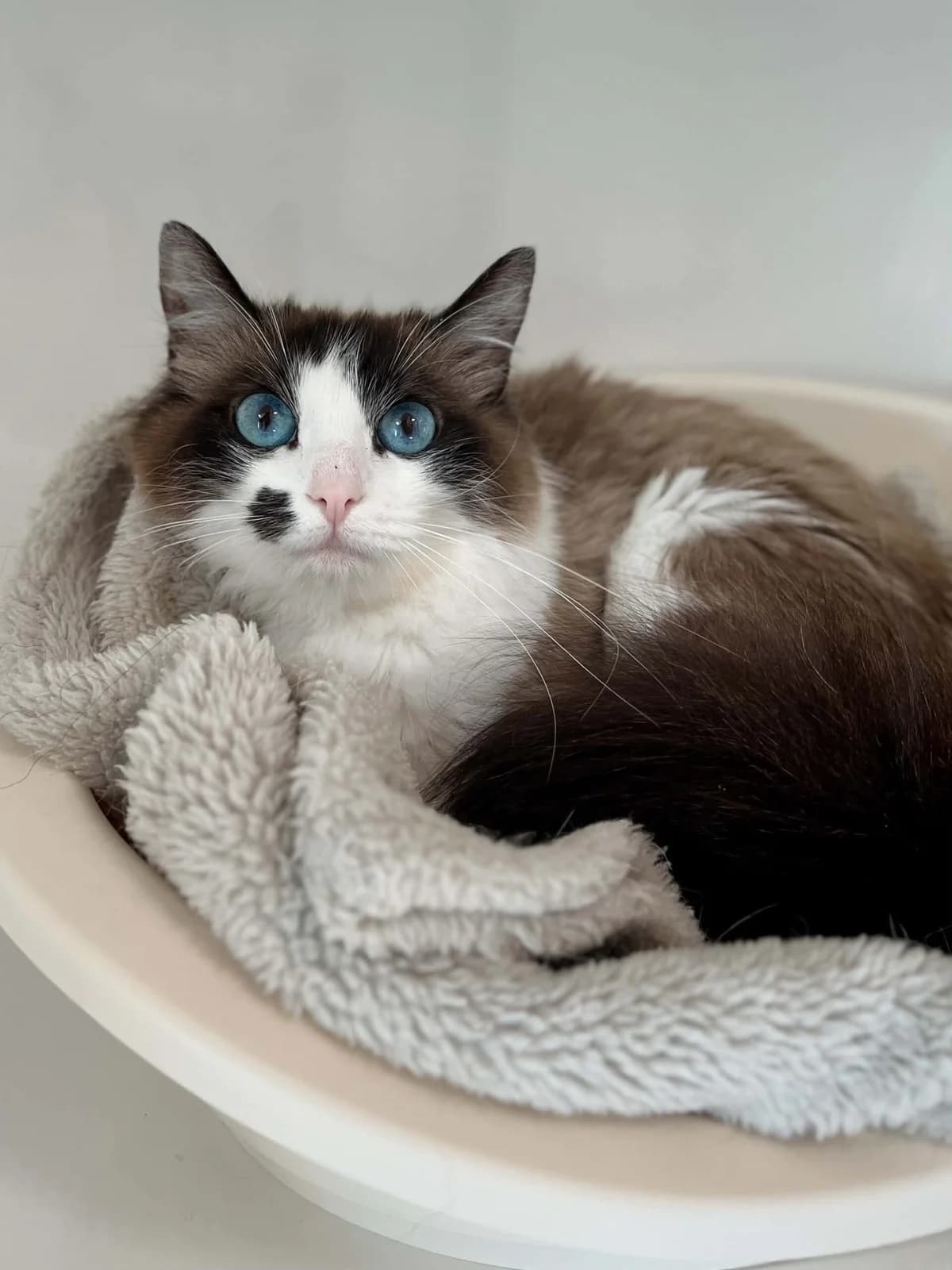 Elsa, female young Siamese for adoption at Perwez), Sans Collier