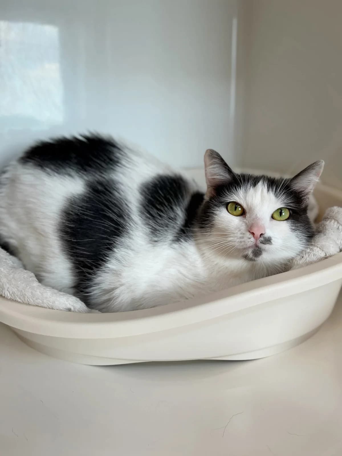 Esmée, female 5yo European Shorthair for adoption at Perwez), Sans Collier