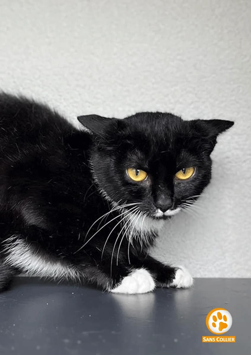 Espoir, female European Shorthair for adoption at Sans Collier