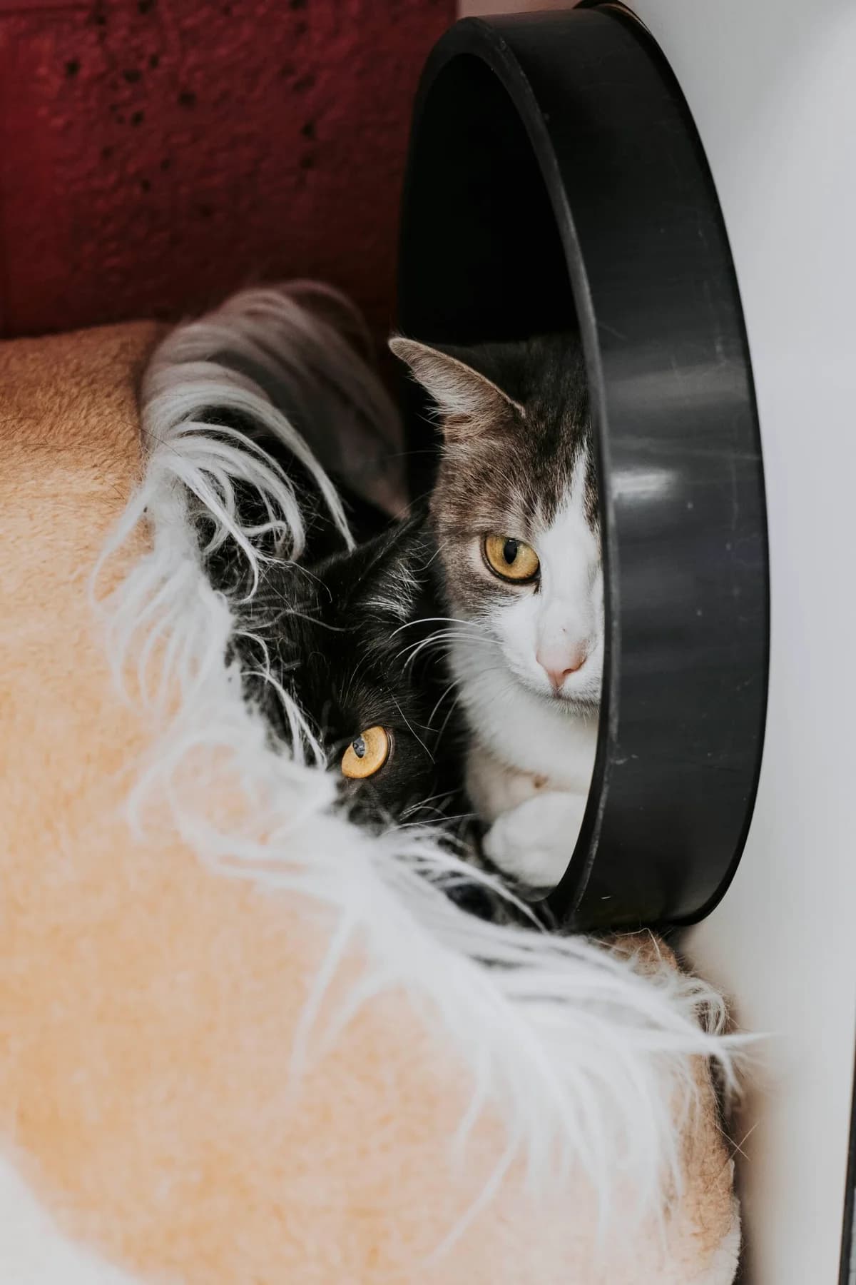 Espoir, female European Shorthair for adoption at Perwez), Sans Collier photo 2