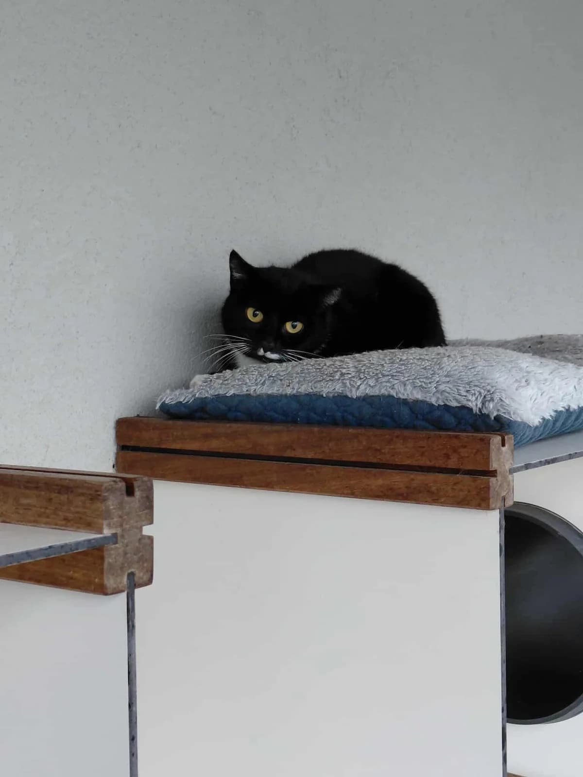 Espoir, female European Shorthair for adoption at Perwez), Sans Collier photo 3