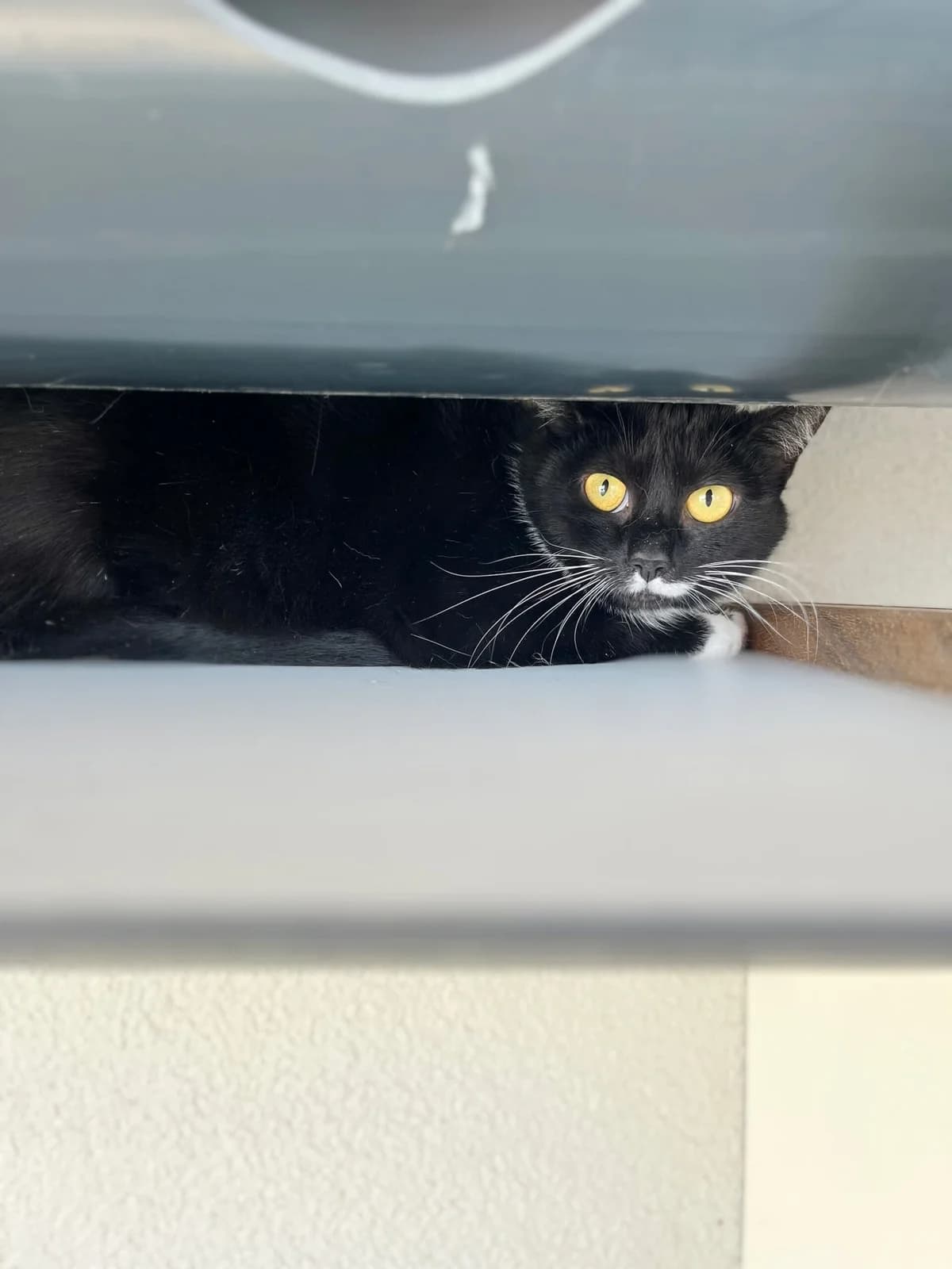 Espoir, female European Shorthair for adoption at Perwez), Sans Collier photo 4