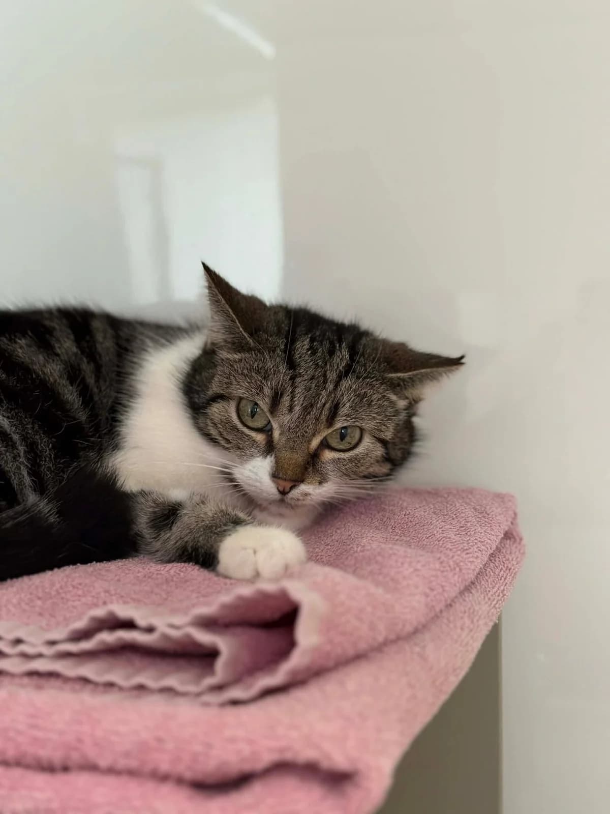 Formentera, female 4yo European Shorthair for adoption at Perwez), Sans Collier