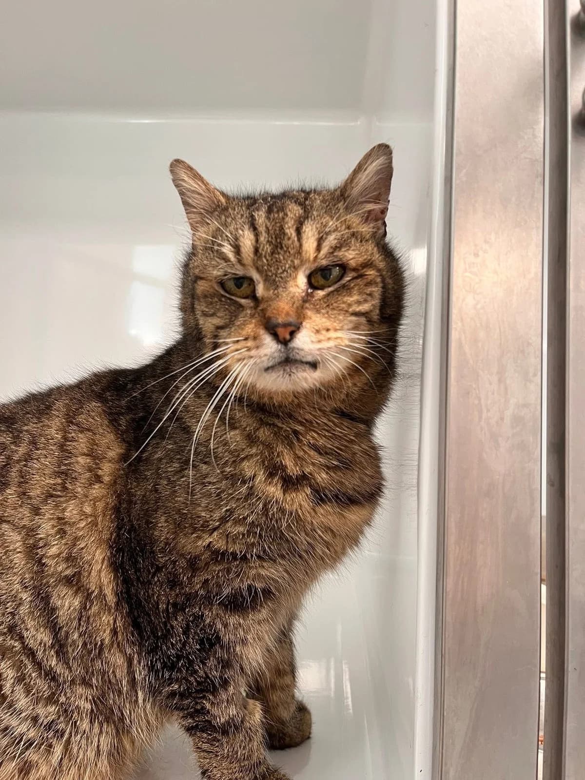 Gamin, male senior European Shorthair for adoption at Perwez), Sans Collier