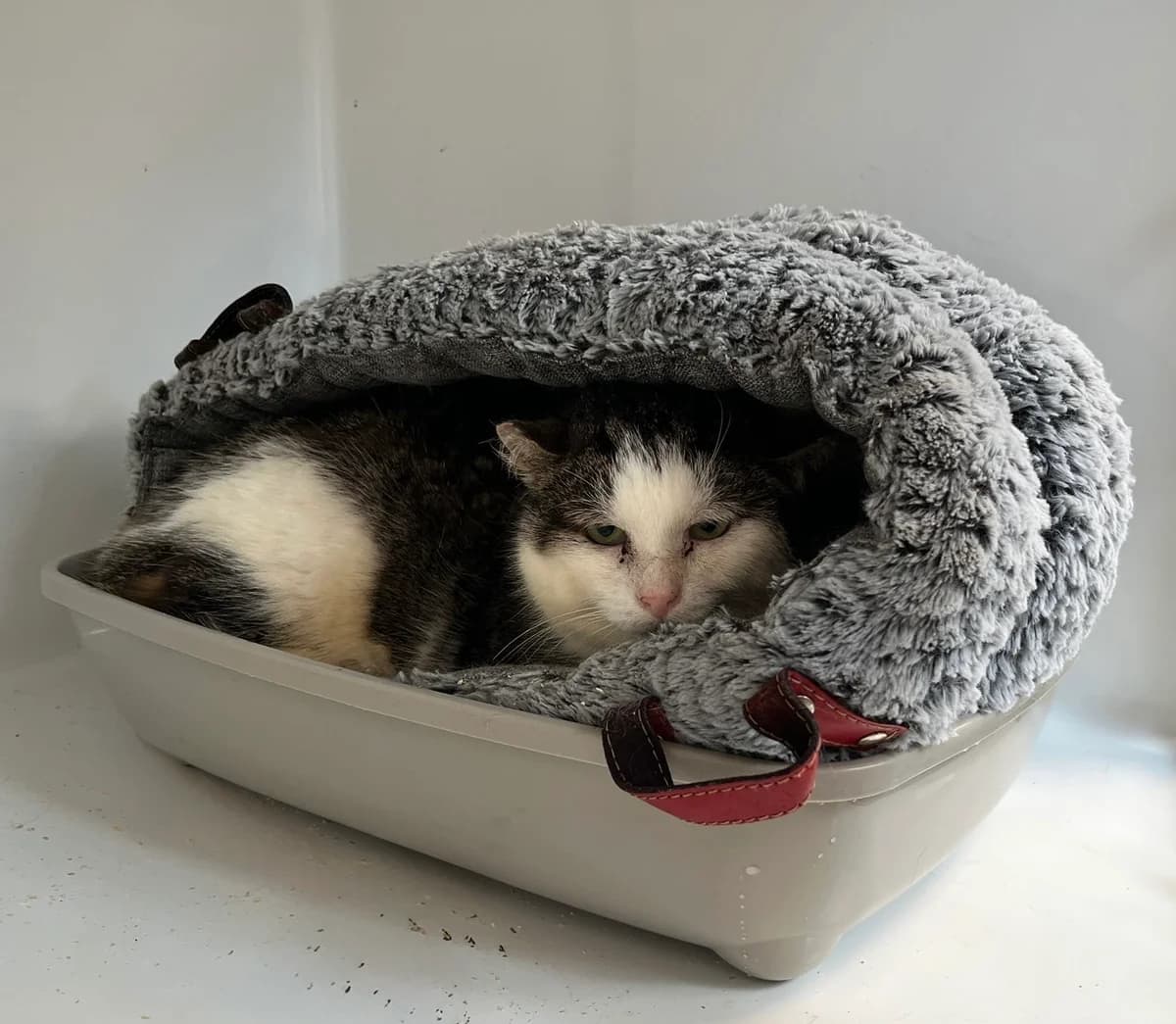 Gaston, male senior European Shorthair for adoption at Perwez), Sans Collier