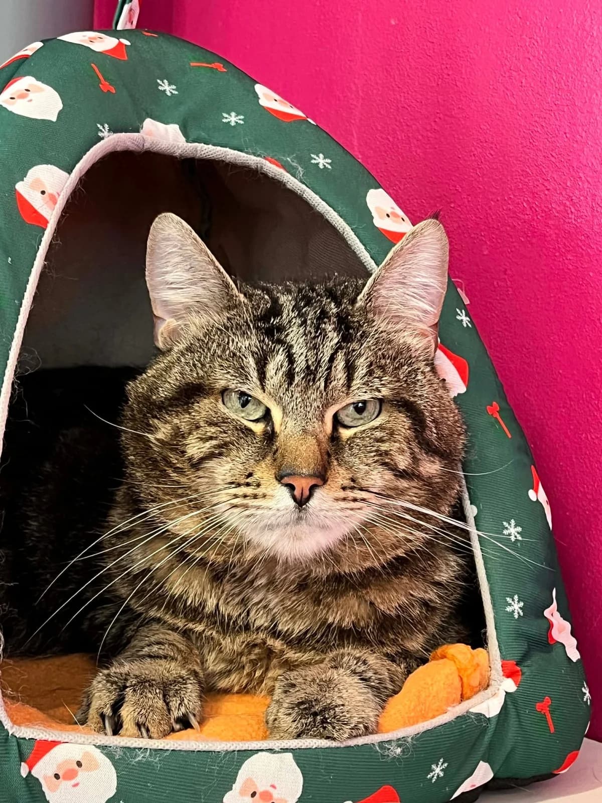 Gaston, male European Shorthair for adoption at Perwez), Sans Collier — photo 8 of 15