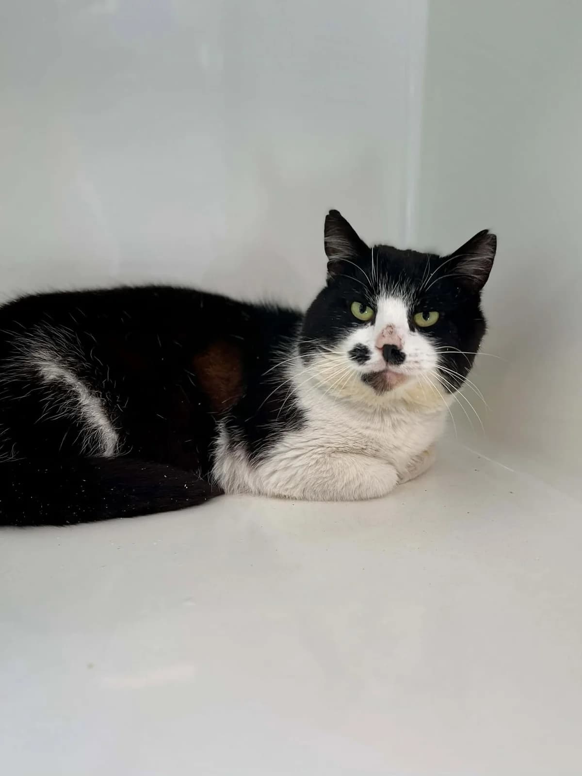 Georges, male 6yo European Shorthair for adoption at Perwez), Sans Collier