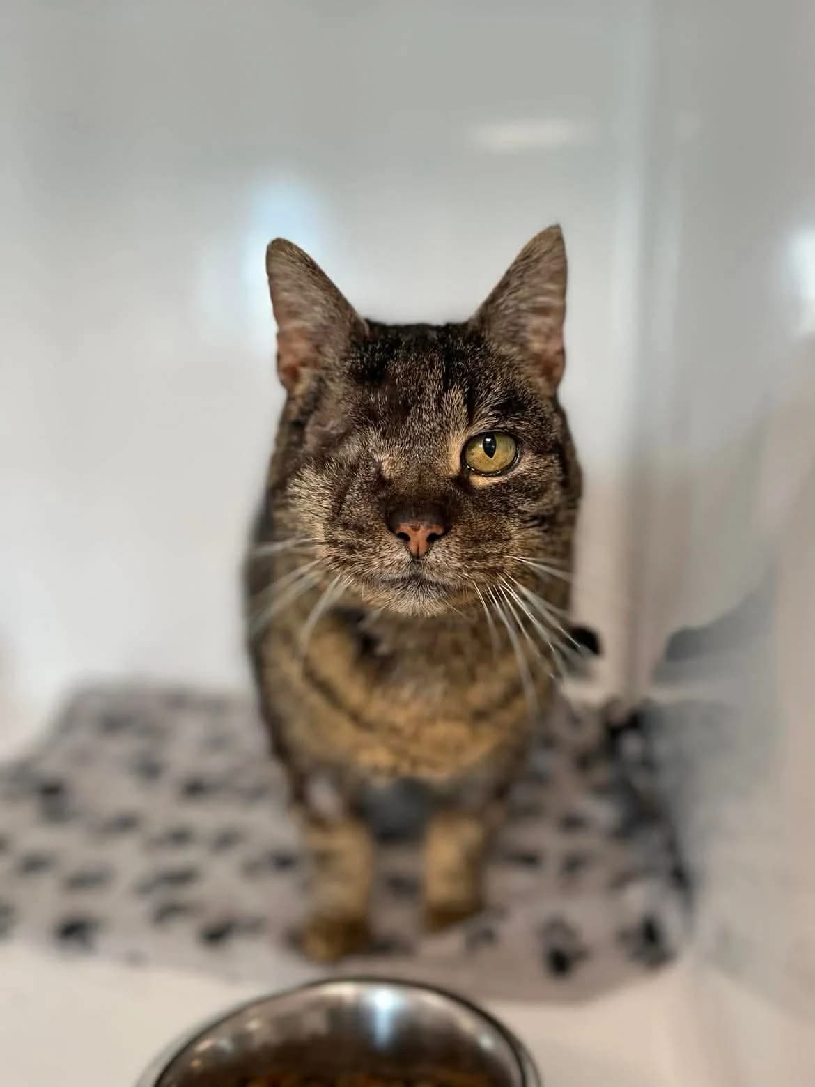 Globule, male European Shorthair for adoption at Sans Collier