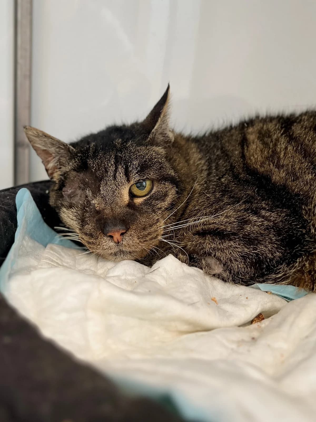 Globule, male European Shorthair for adoption at Perwez), Sans Collier photo 2