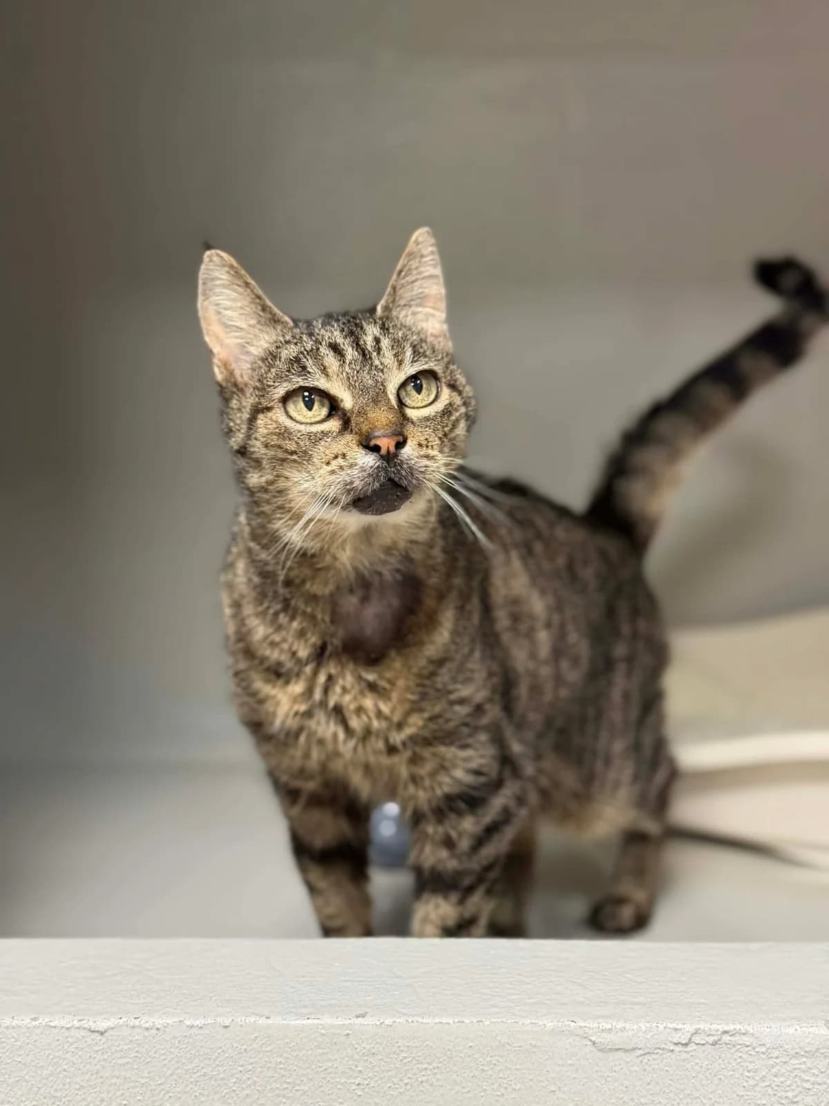 Grisette 1, female senior European Shorthair for adoption at Perwez), Sans Collier