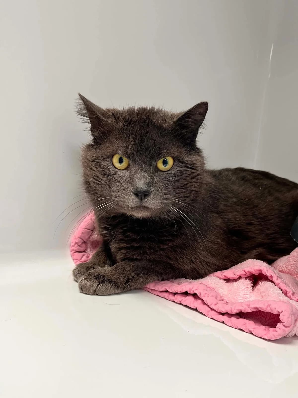 Grisouille, male 5yo European Shorthair for adoption at Perwez), Sans Collier