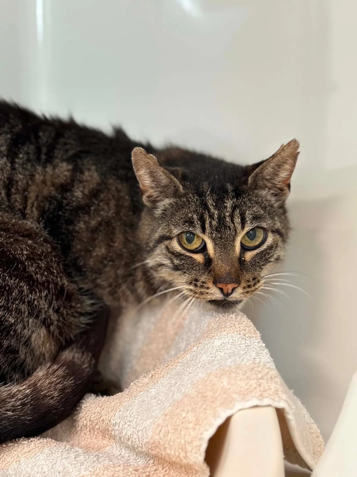 Gros Loup, male senior European Shorthair for adoption at Perwez), Sans Collier
