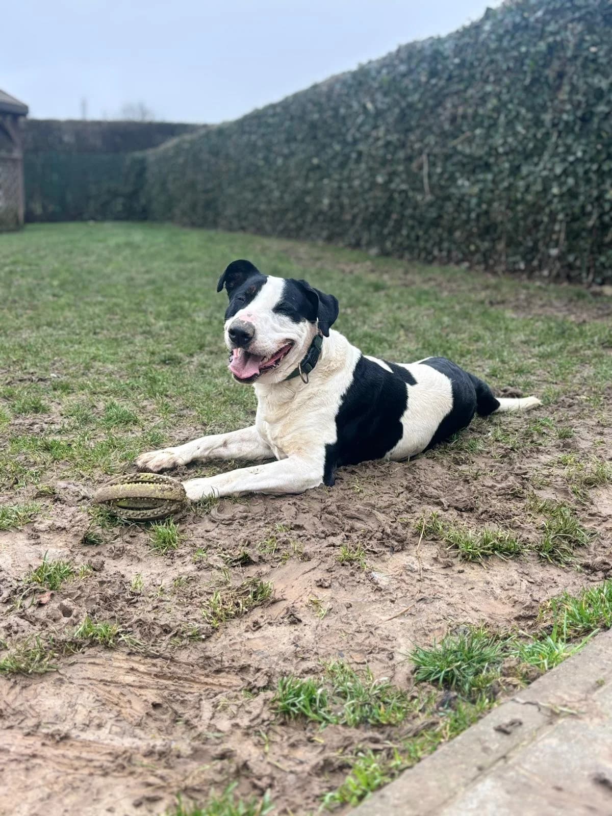 Hades, male 4yo Bull Terrier for adoption at Perwez), Sans Collier