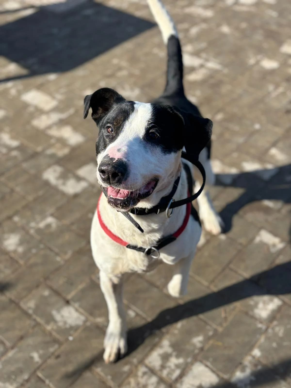 Hades, male Bull Terrier for adoption at Perwez), Sans Collier photo 2