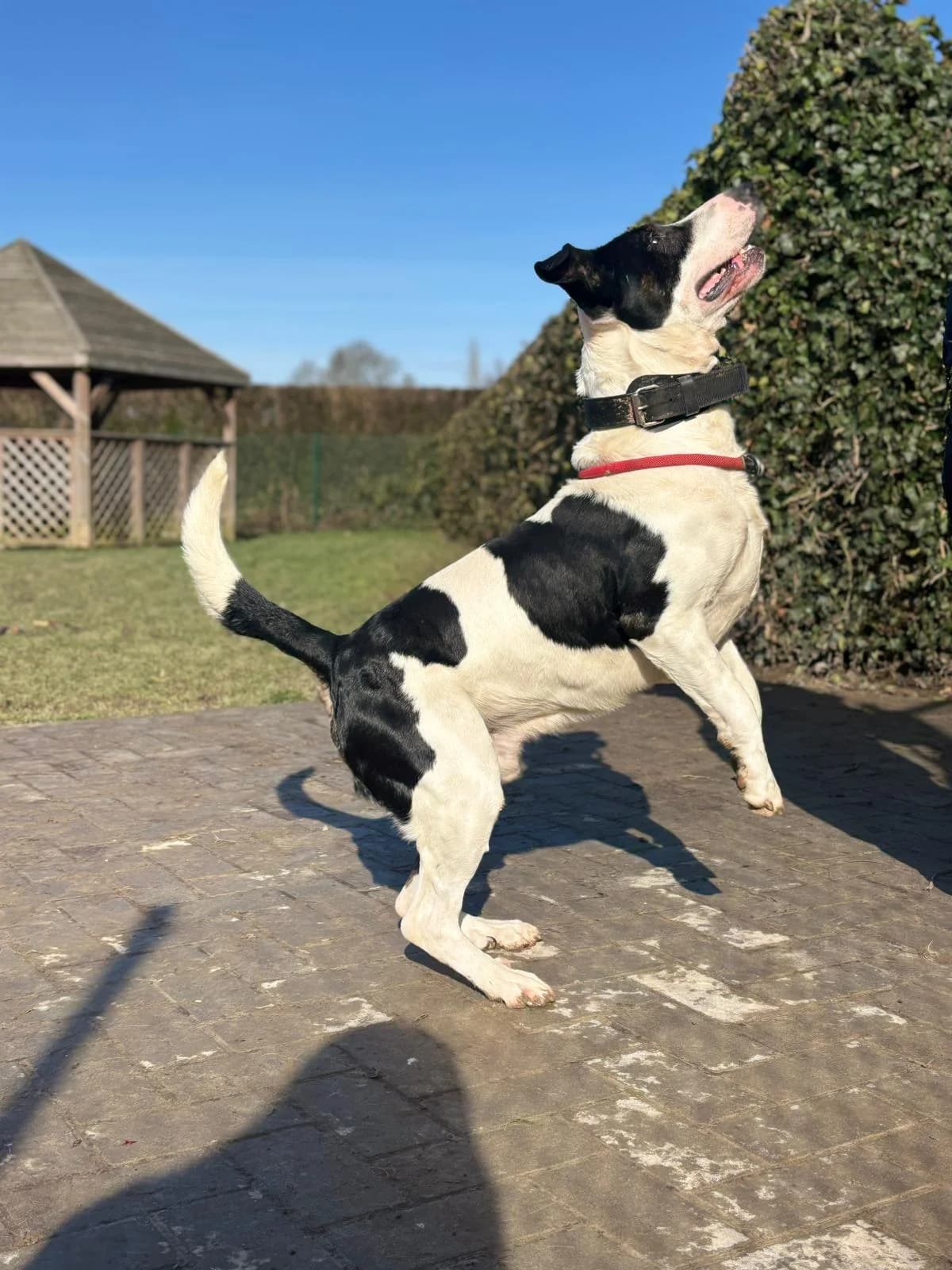 Hades, male Bull Terrier for adoption at Perwez), Sans Collier photo 3