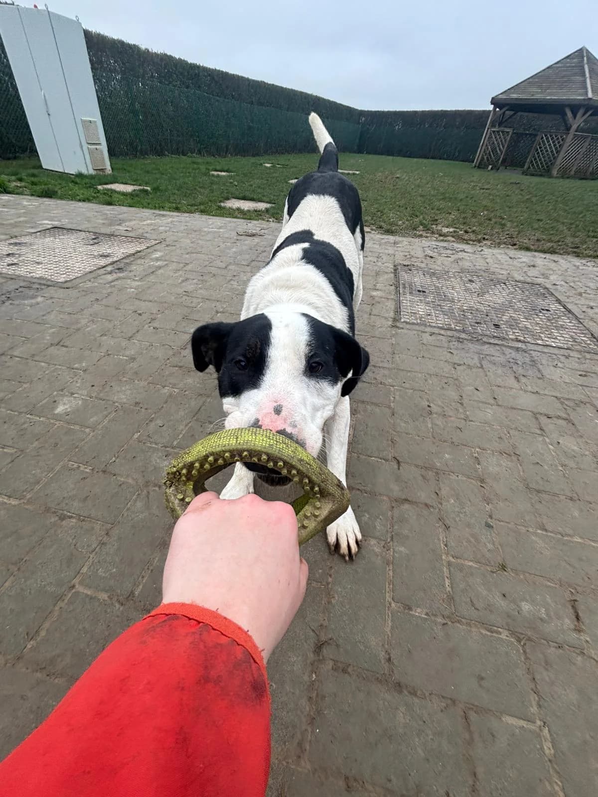 Hades, male Bull Terrier for adoption at Perwez), Sans Collier photo 4