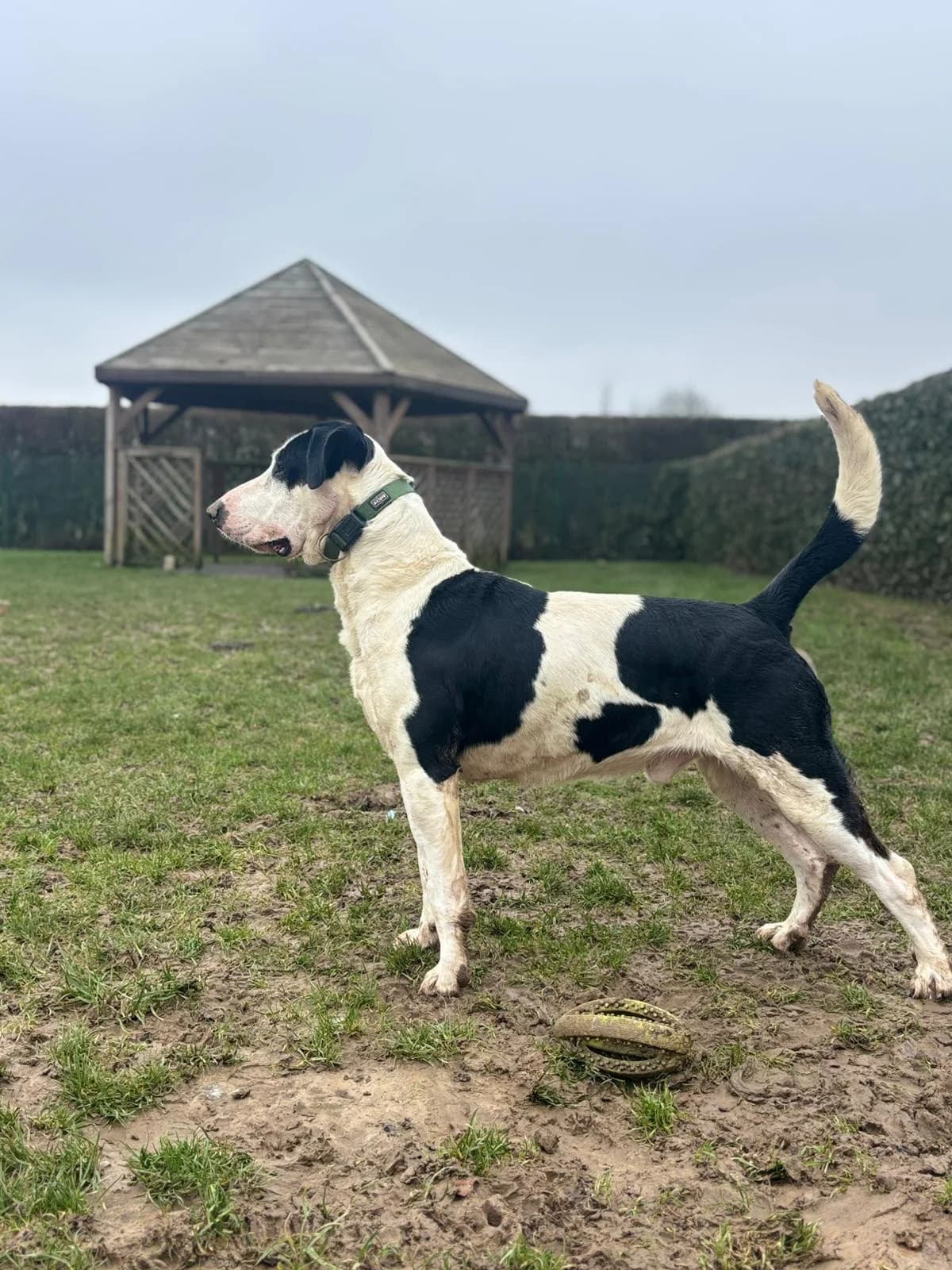 Hades, male Bull Terrier for adoption at Perwez), Sans Collier photo 5
