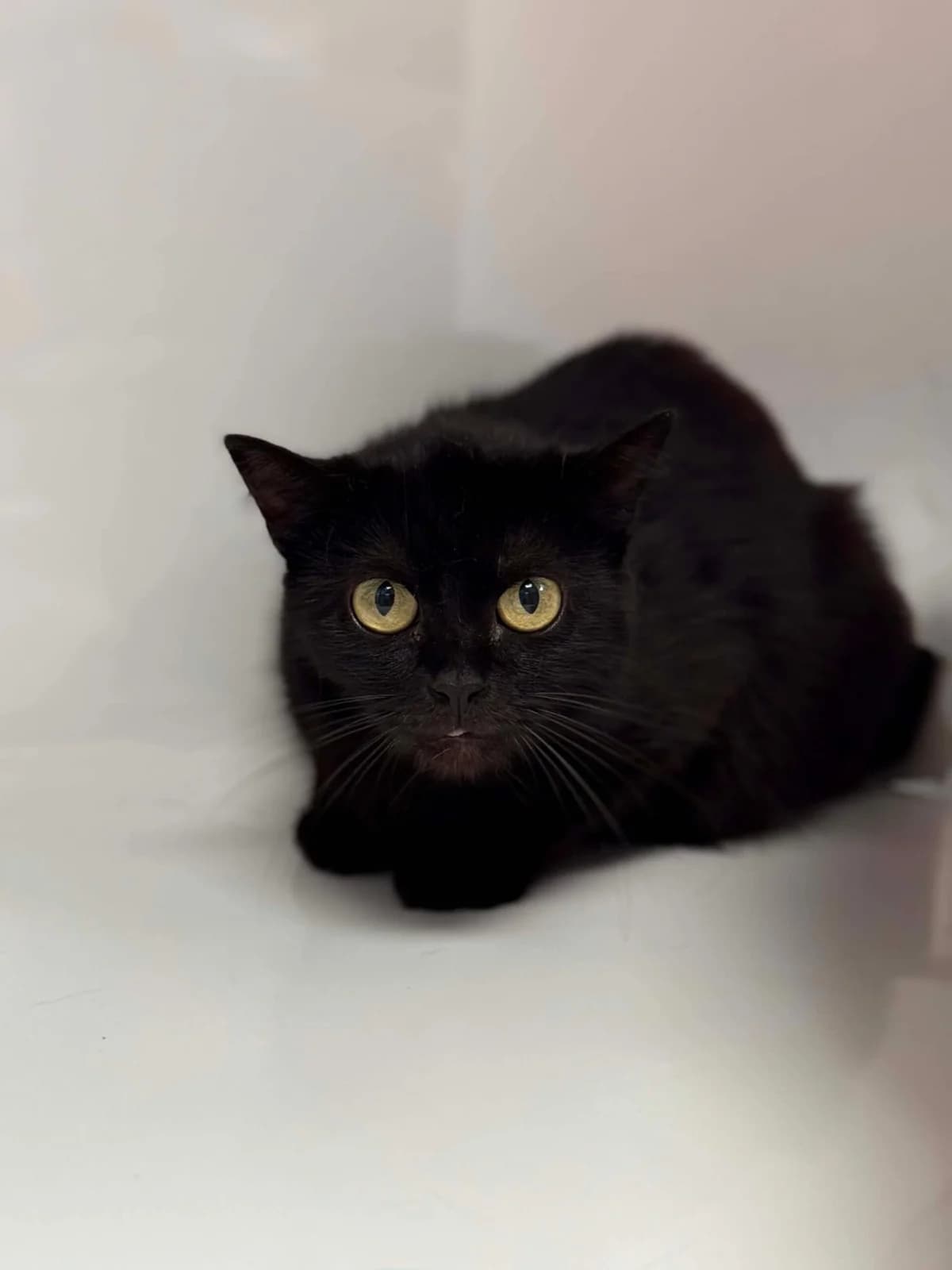 Hanri, female senior European Shorthair for adoption at Perwez), Sans Collier
