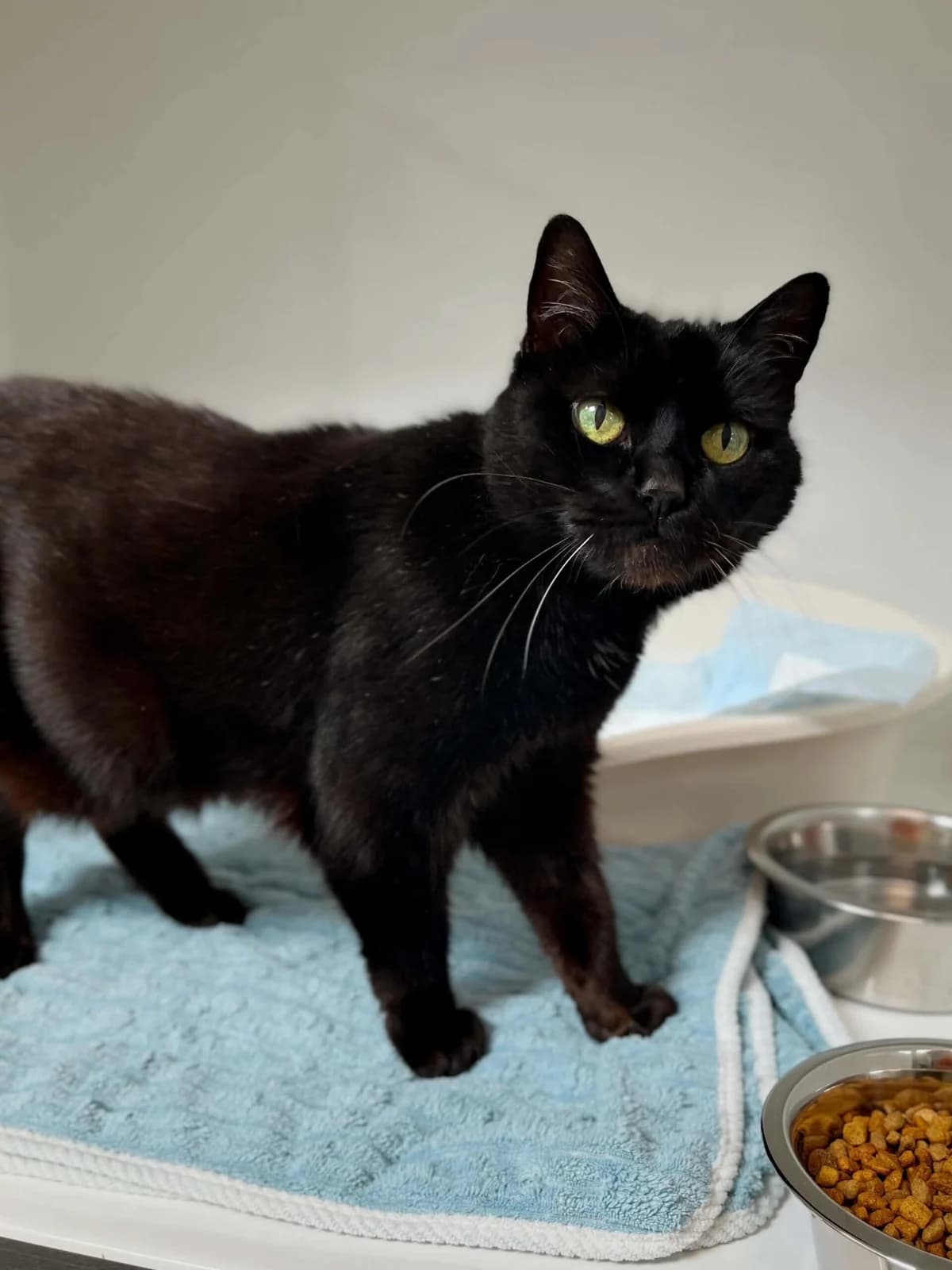 Hauzelle, female senior European Shorthair for adoption at Perwez), Sans Collier