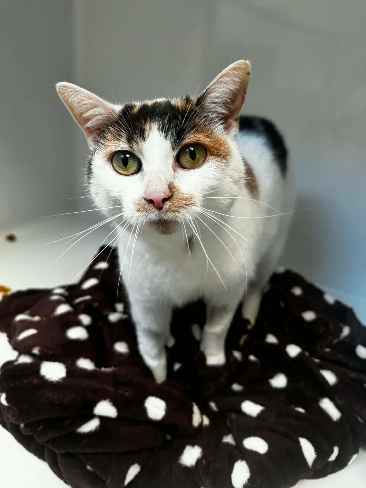 Hope, female European Shorthair for adoption at Sans Collier