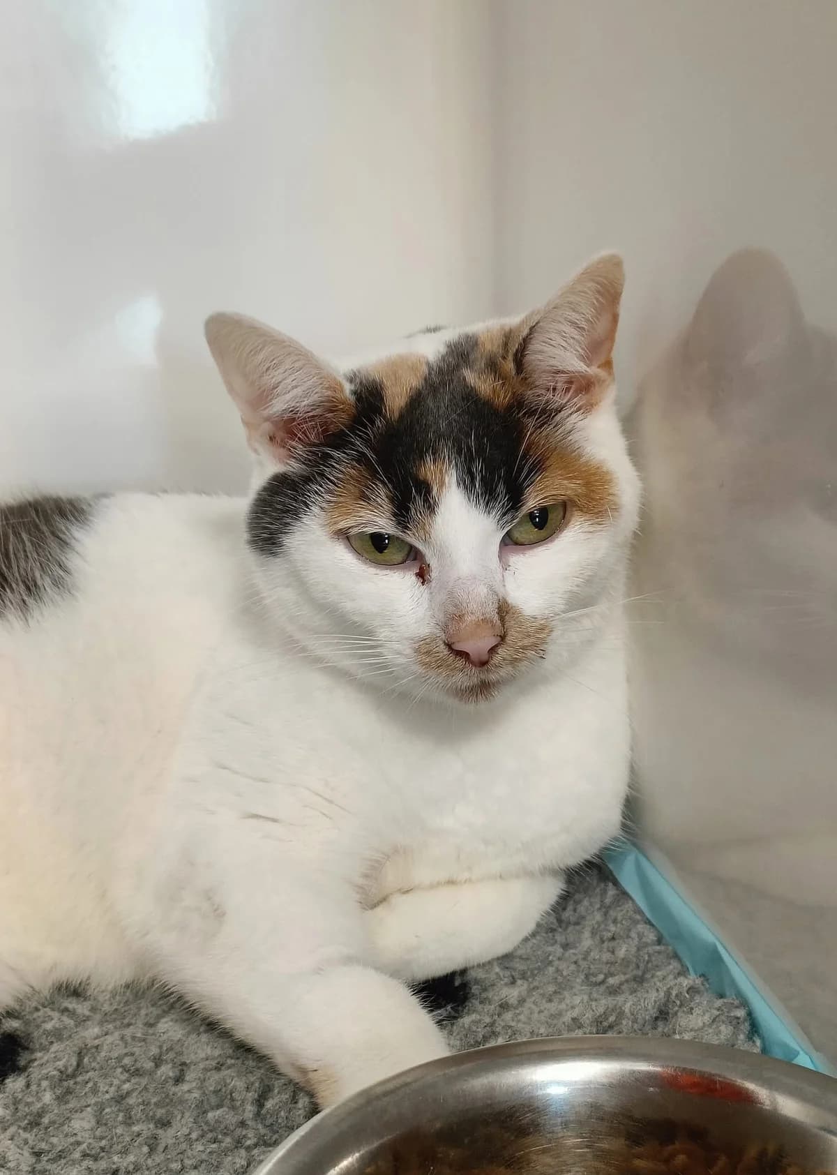 Hope, female European Shorthair for adoption at Perwez), Sans Collier photo 2