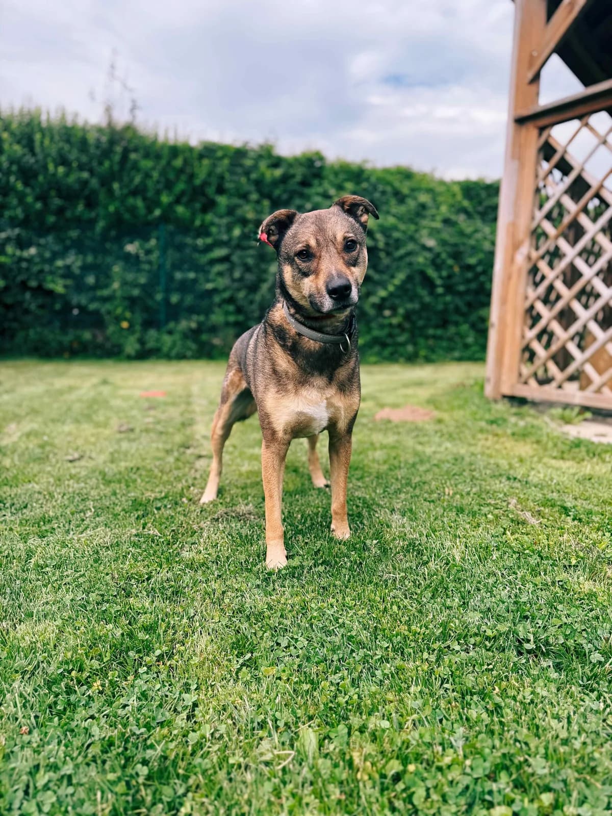 Howie, male 3yo mixed breed for adoption at Perwez), Sans Collier