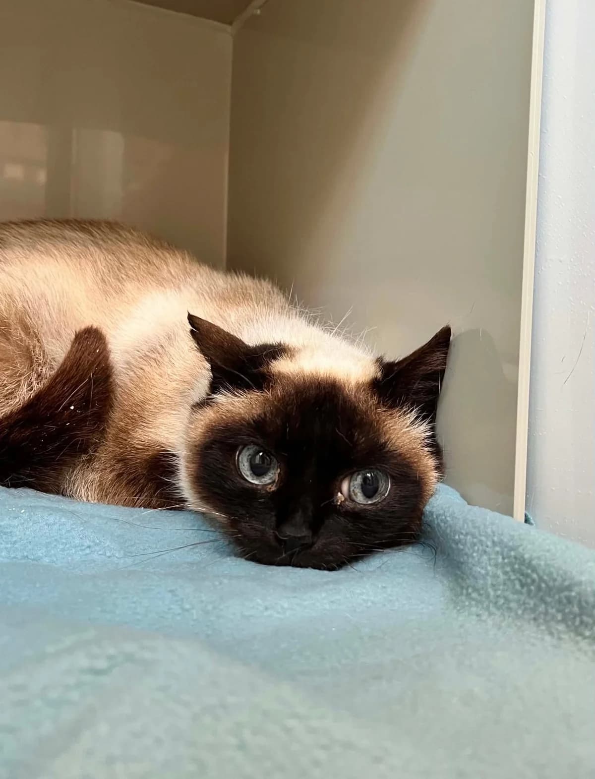 Inata, female senior Siamese for adoption at Perwez), Sans Collier