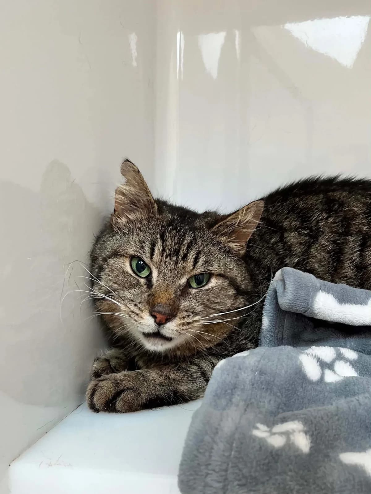 Joyce, female 5yo European Shorthair for adoption at Perwez), Sans Collier