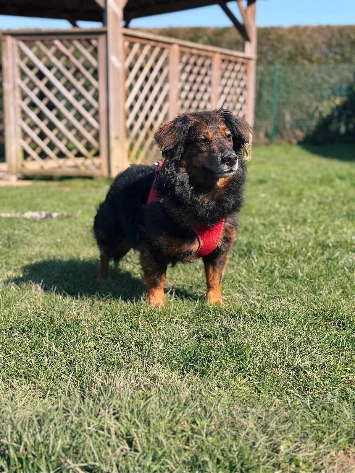 Jules, male Dachshund for adoption at Perwez), Sans Collier