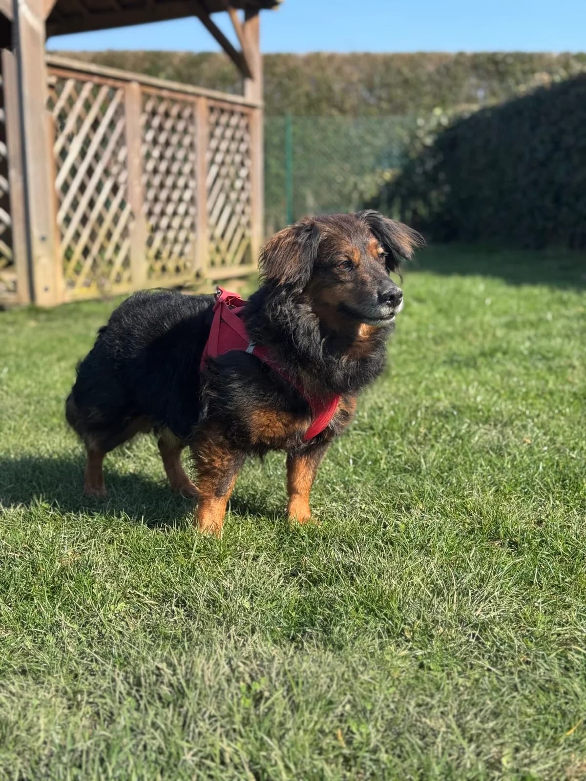 Jules, male Dachshund for adoption at Perwez), Sans Collier — photo 2 of 9