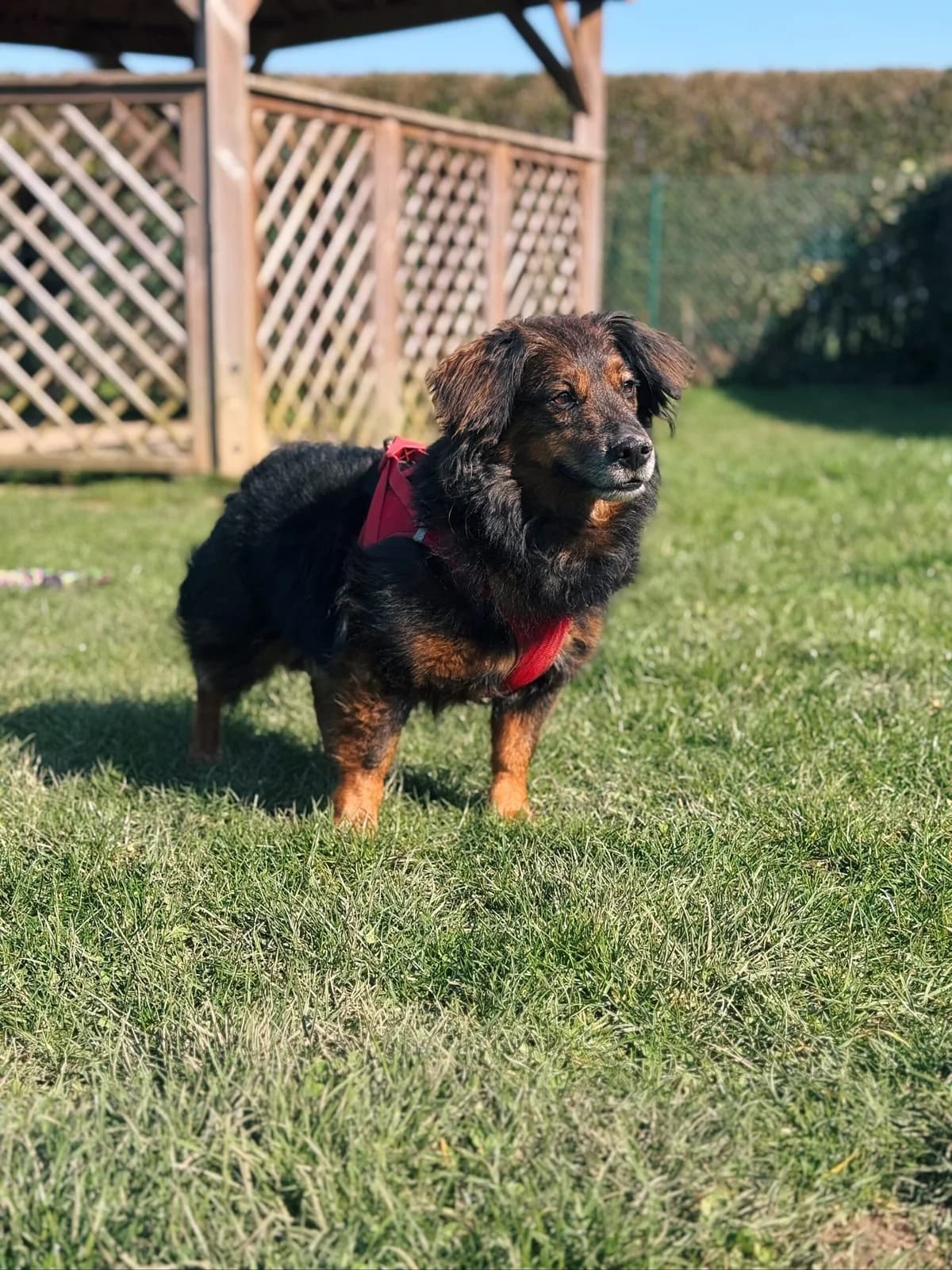 Jules, male Dachshund for adoption at Perwez), Sans Collier — photo 3 of 9