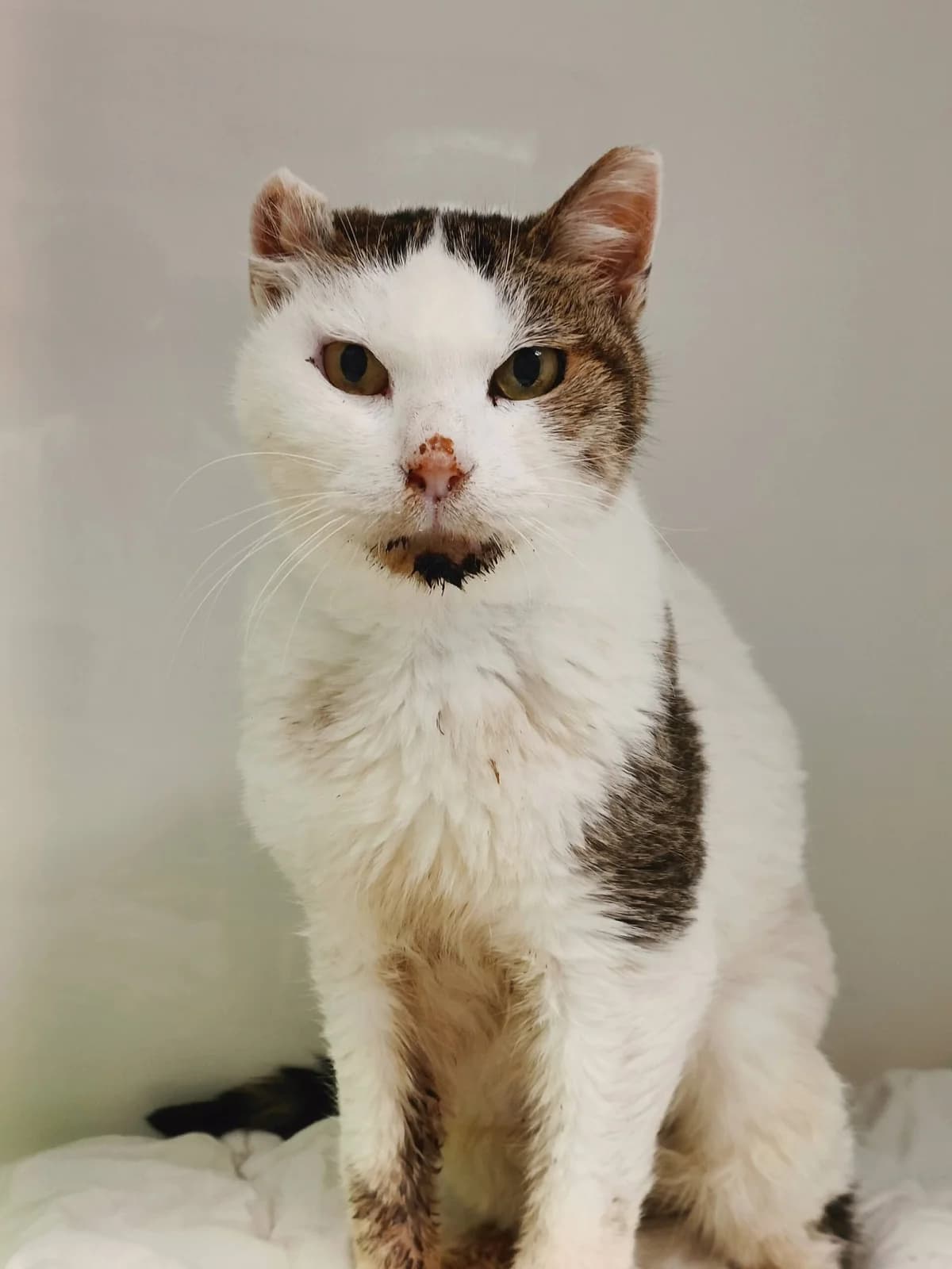 Kaimaki, female senior European Shorthair for adoption at Perwez), Sans Collier