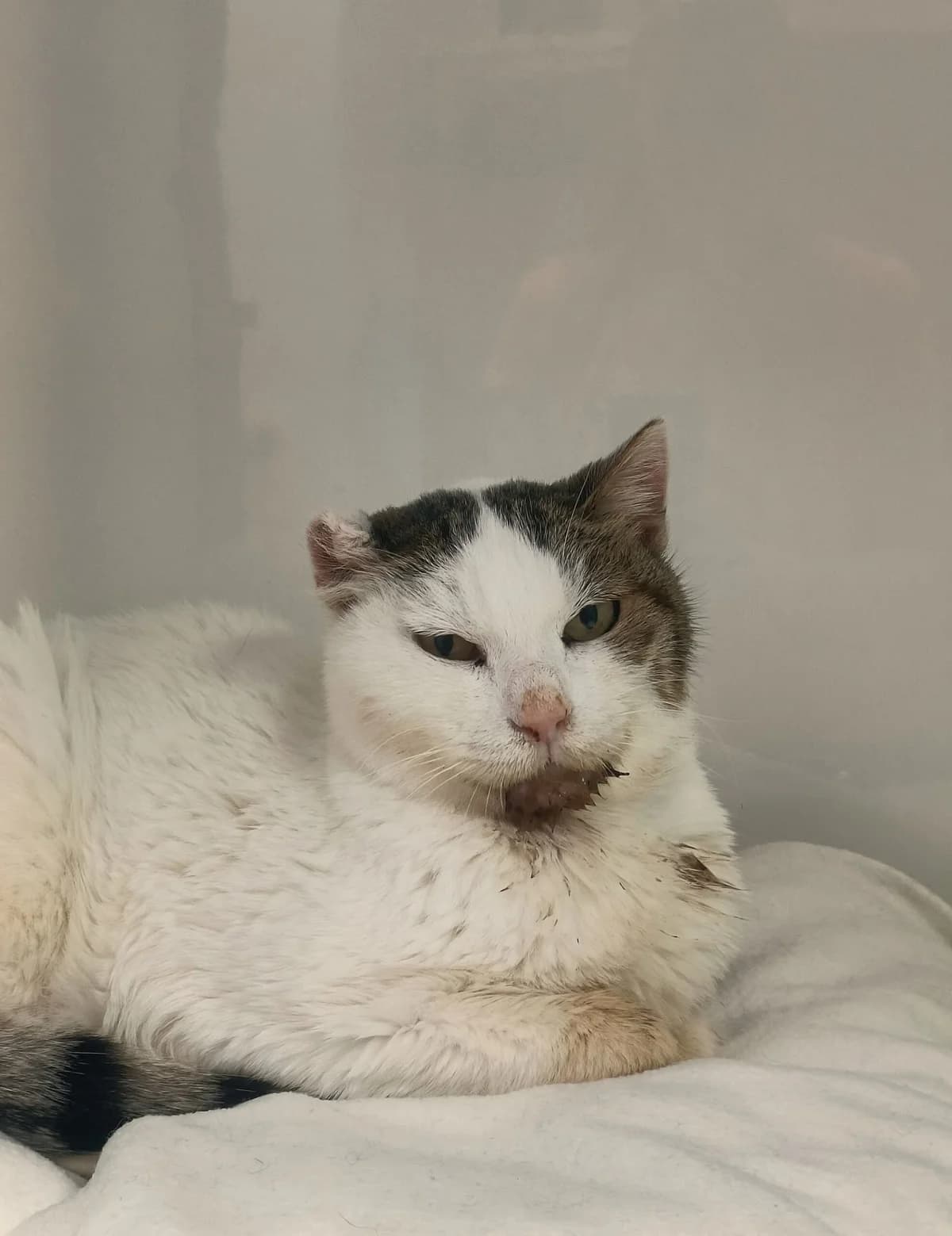 Kaimaki, female European Shorthair for adoption at Perwez), Sans Collier photo 2