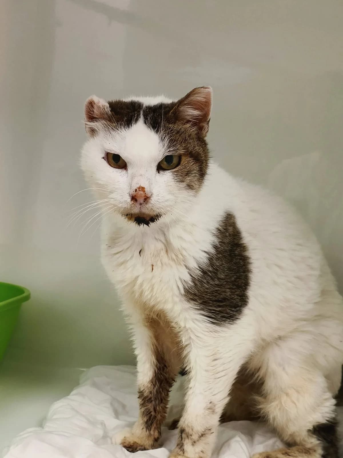 Kaimaki, female European Shorthair for adoption at Perwez), Sans Collier photo 3