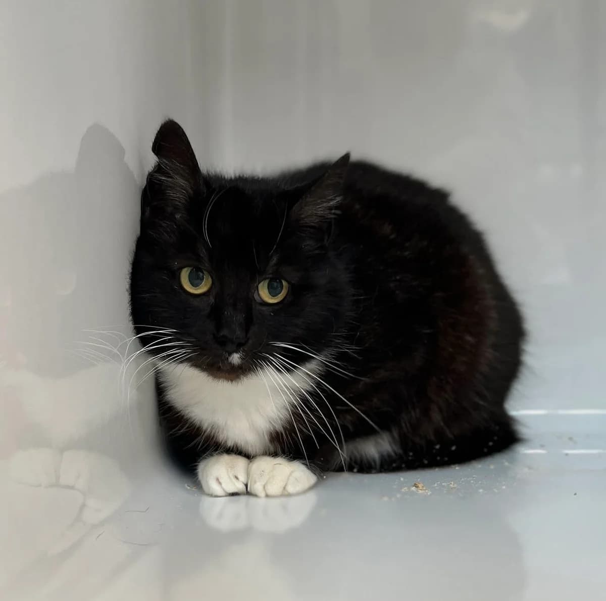Kenza, female senior European Shorthair for adoption at Perwez), Sans Collier