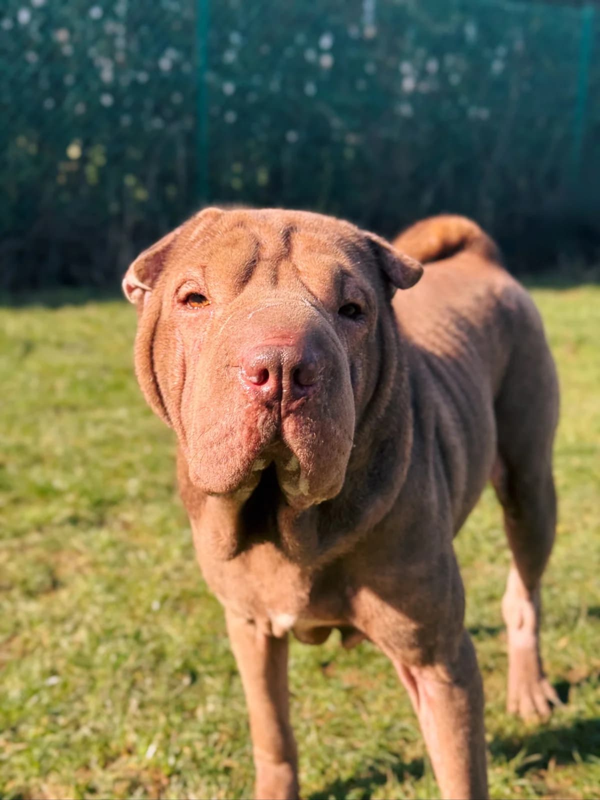 Kira, female 6yo mixed breed for adoption at Perwez), Sans Collier