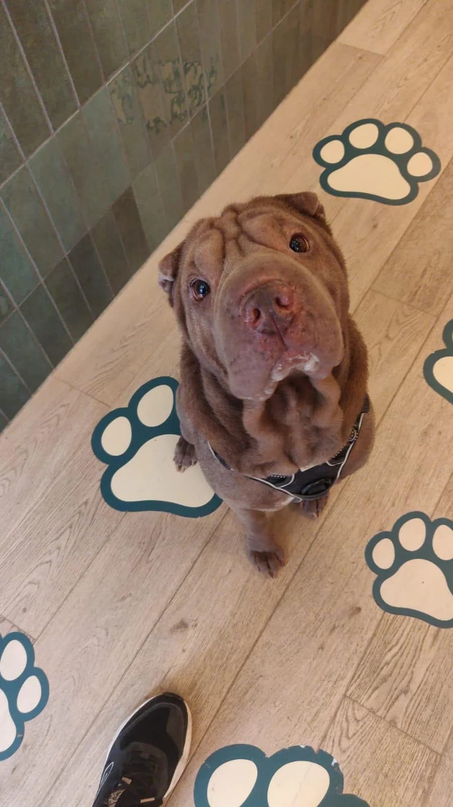 Kira, female mixed breed for adoption at Perwez), Sans Collier photo 3