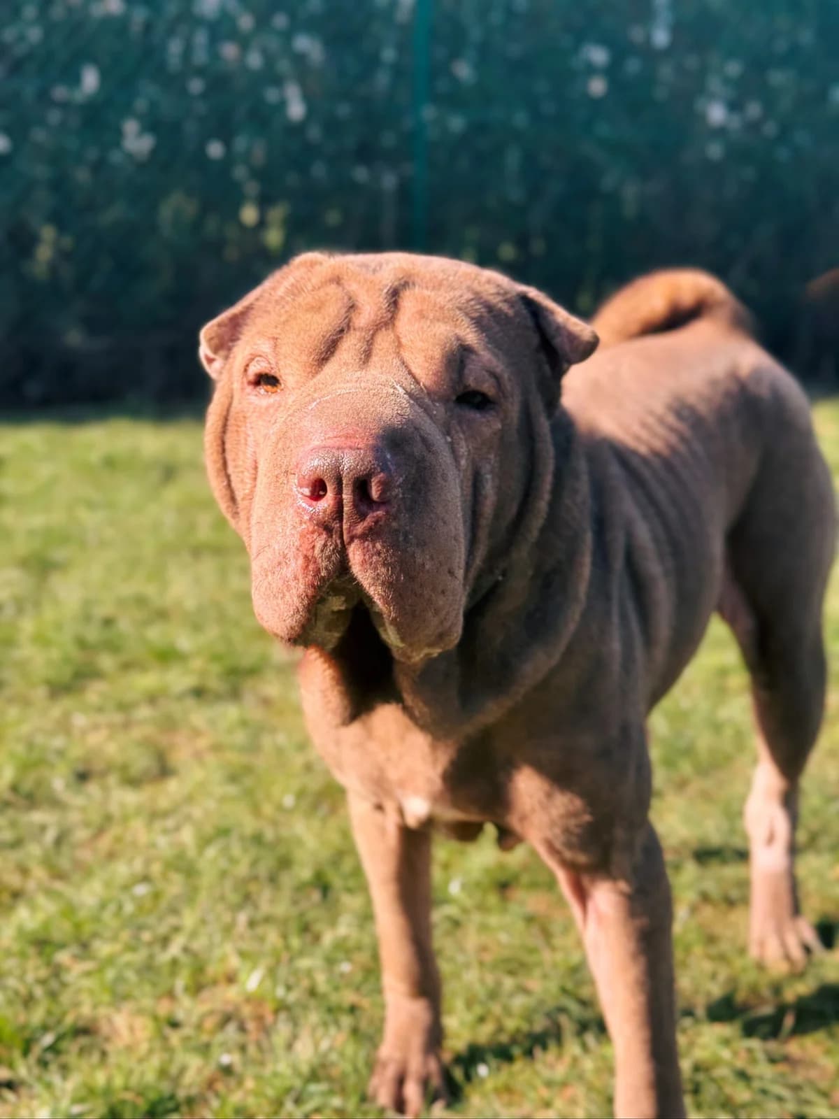 Kira, female mixed breed for adoption at Perwez), Sans Collier photo 4