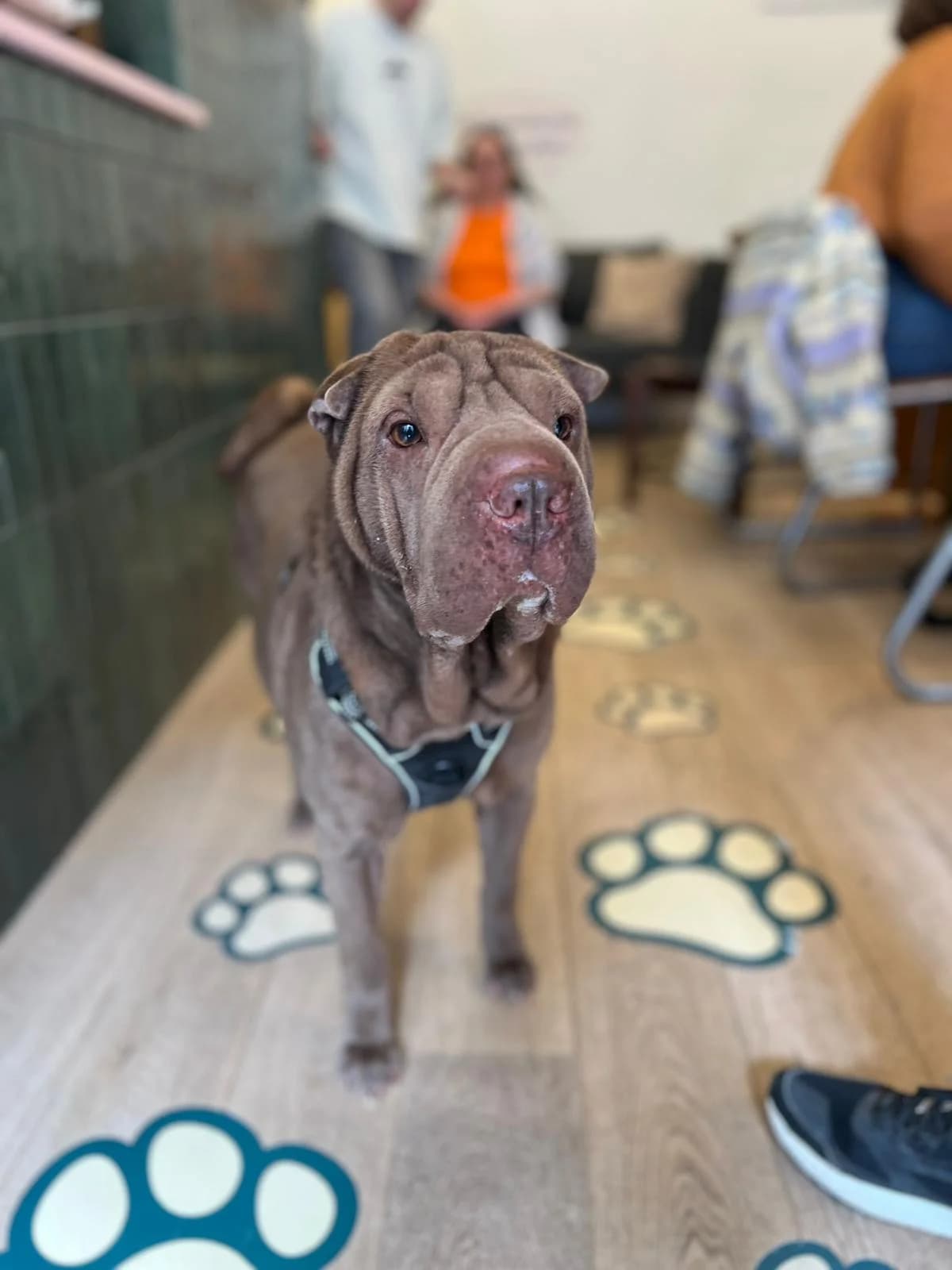 Kira, female mixed breed for adoption at Perwez), Sans Collier photo 5