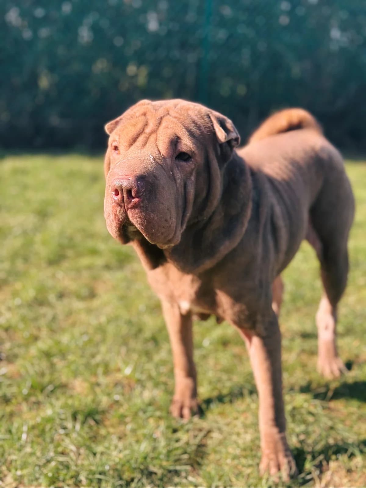 Kira, female mixed breed for adoption at Perwez), Sans Collier photo 6