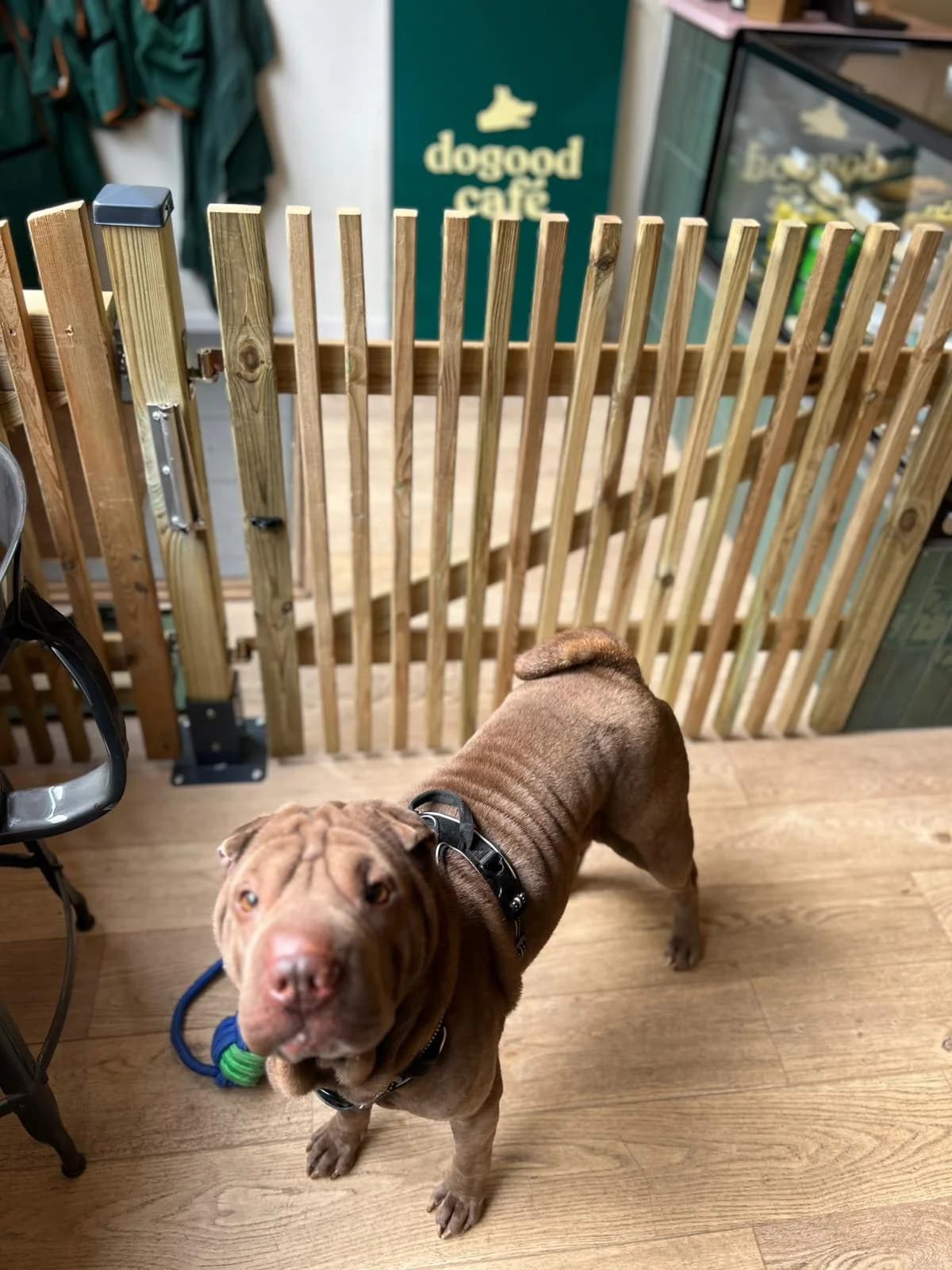 Kira, female mixed breed for adoption at Perwez), Sans Collier photo 7