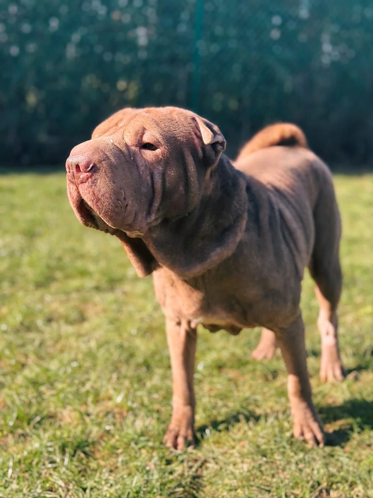 Kira, female mixed breed for adoption at Perwez), Sans Collier photo 8