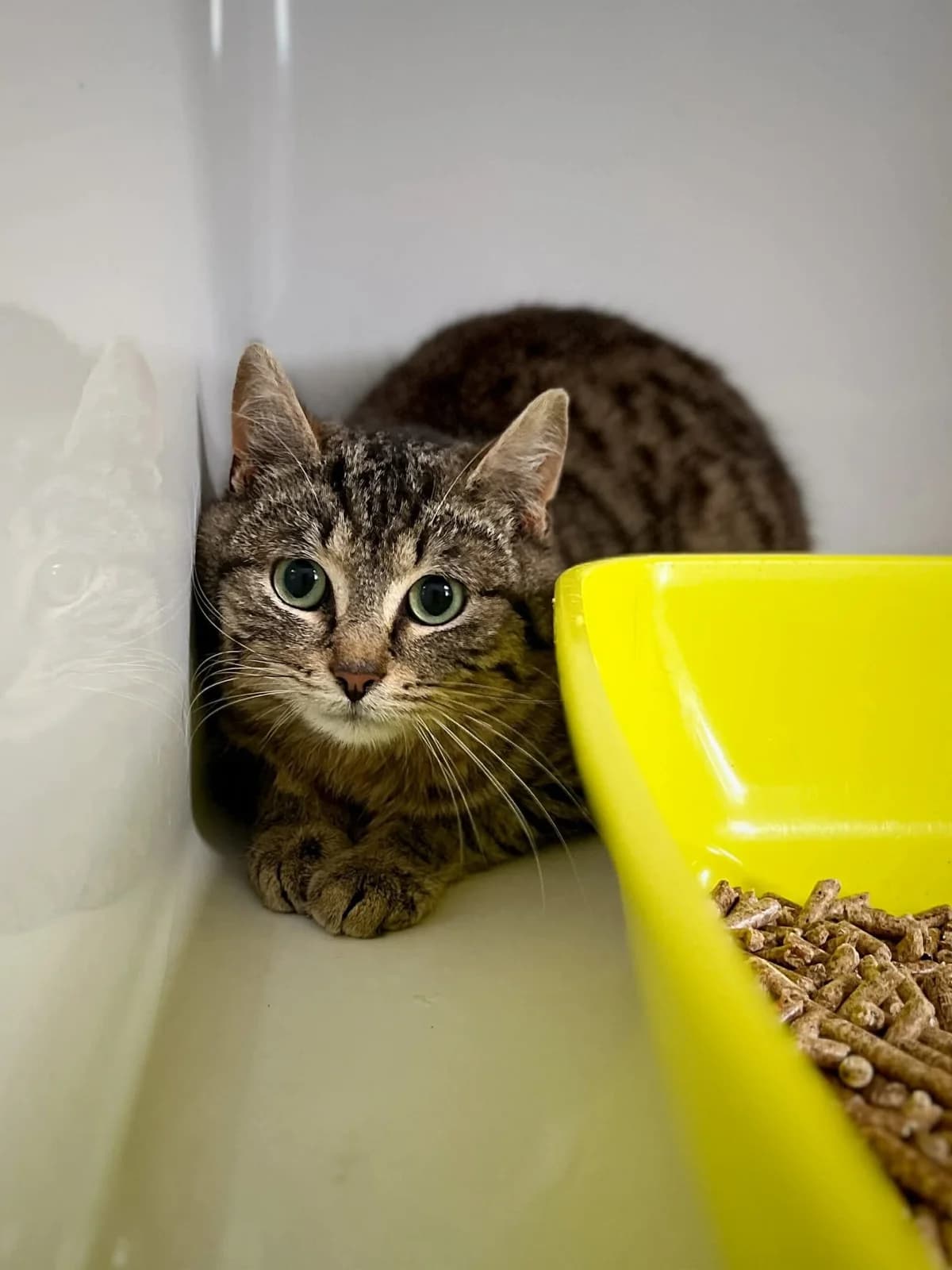 Koumara, male puppy European Shorthair for adoption at Perwez), Sans Collier
