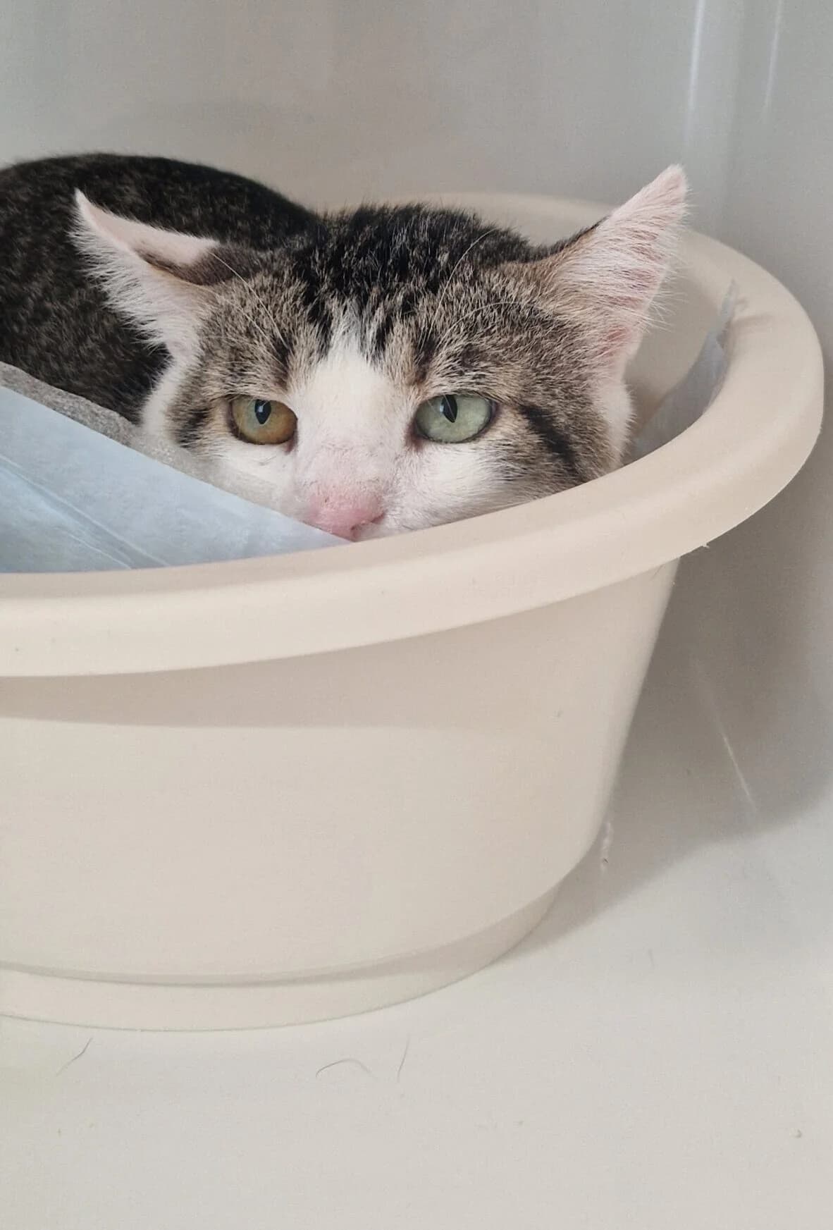 Kyo, European Shorthair (Perwez))